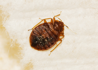 A typical bedbug