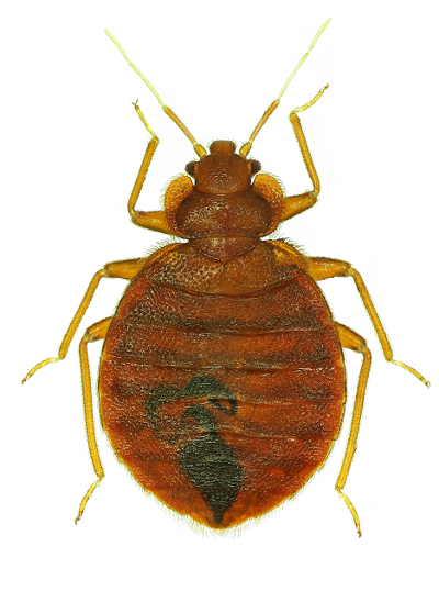 A typical bedbug