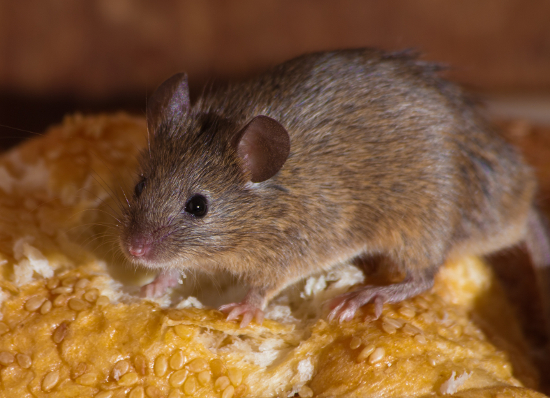 Mouse