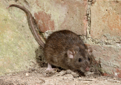 Mouse